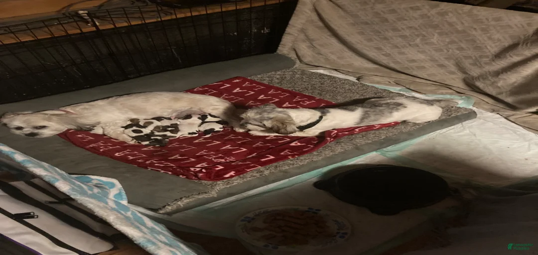 Gallery Image {{count}}