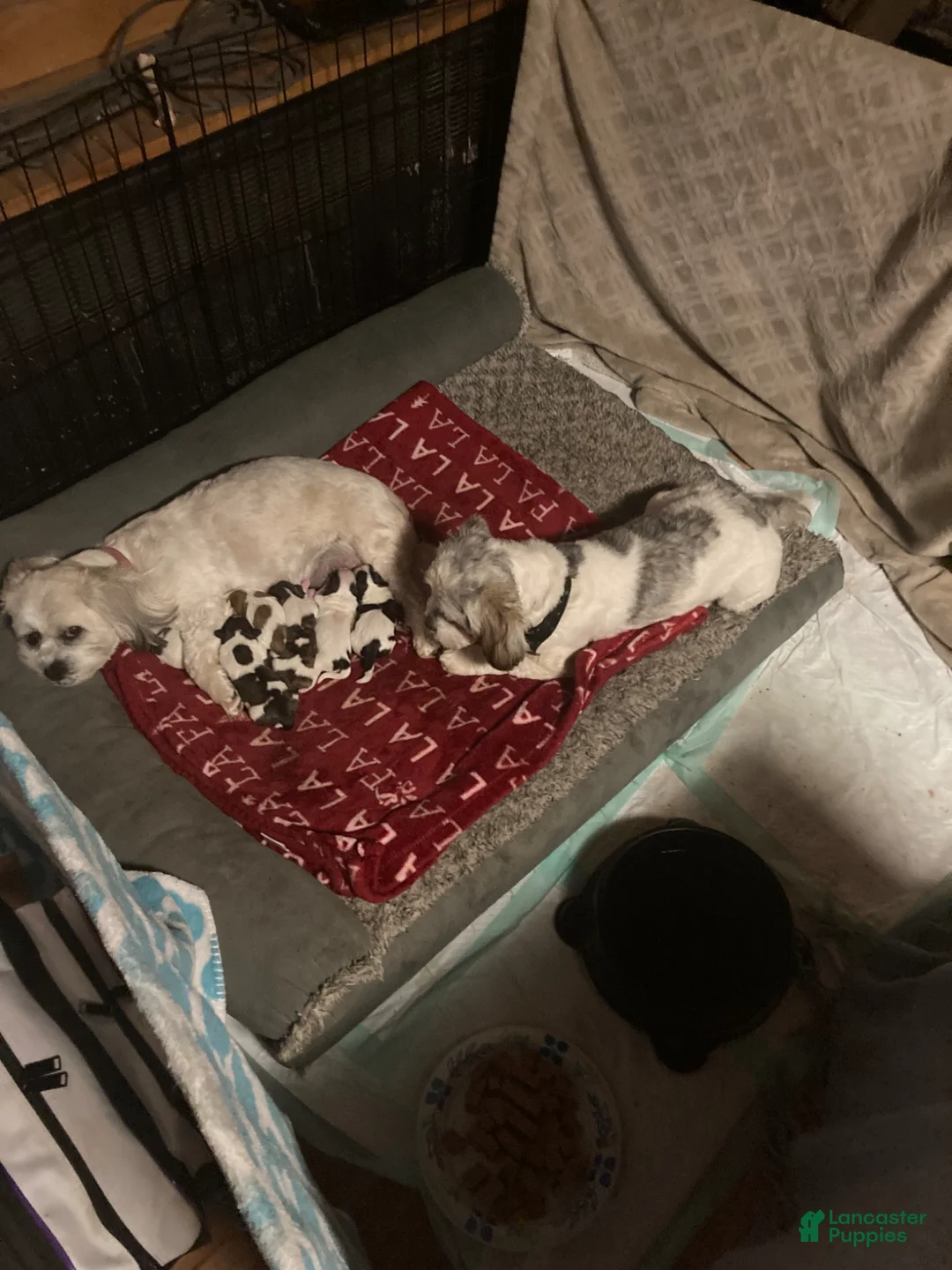 Gallery Image {{count}}