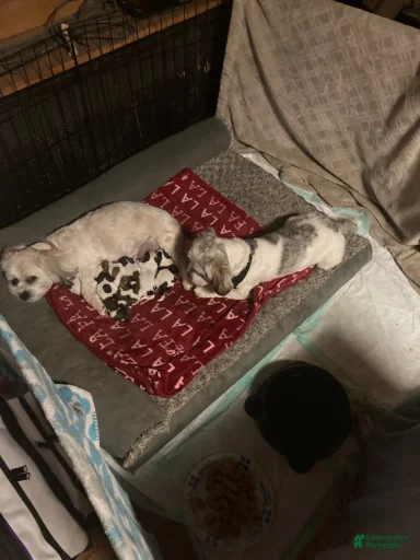 Gallery Image {{count}}