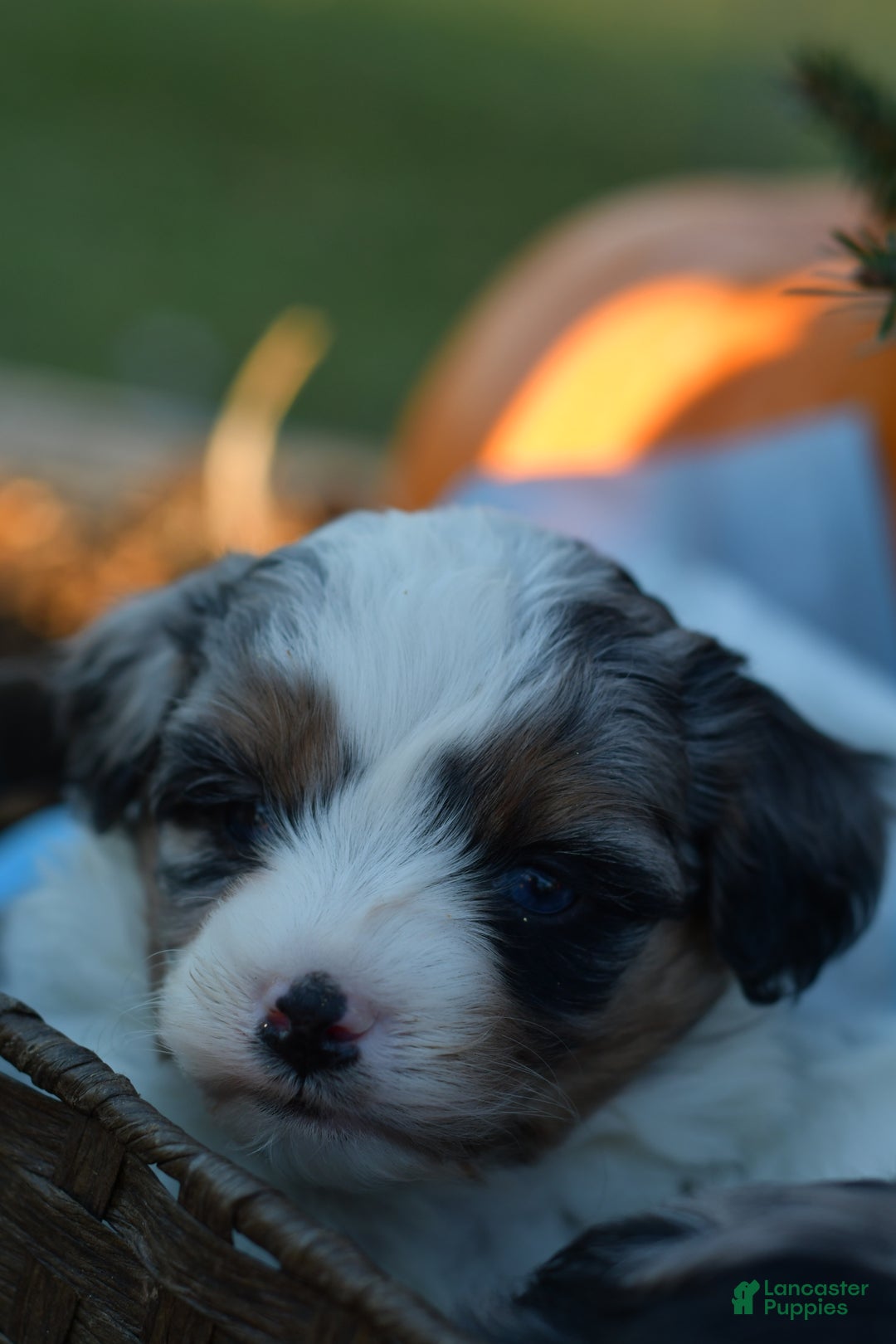 Mini Aussiedoodle dogs for sale: Rory - Ad 10