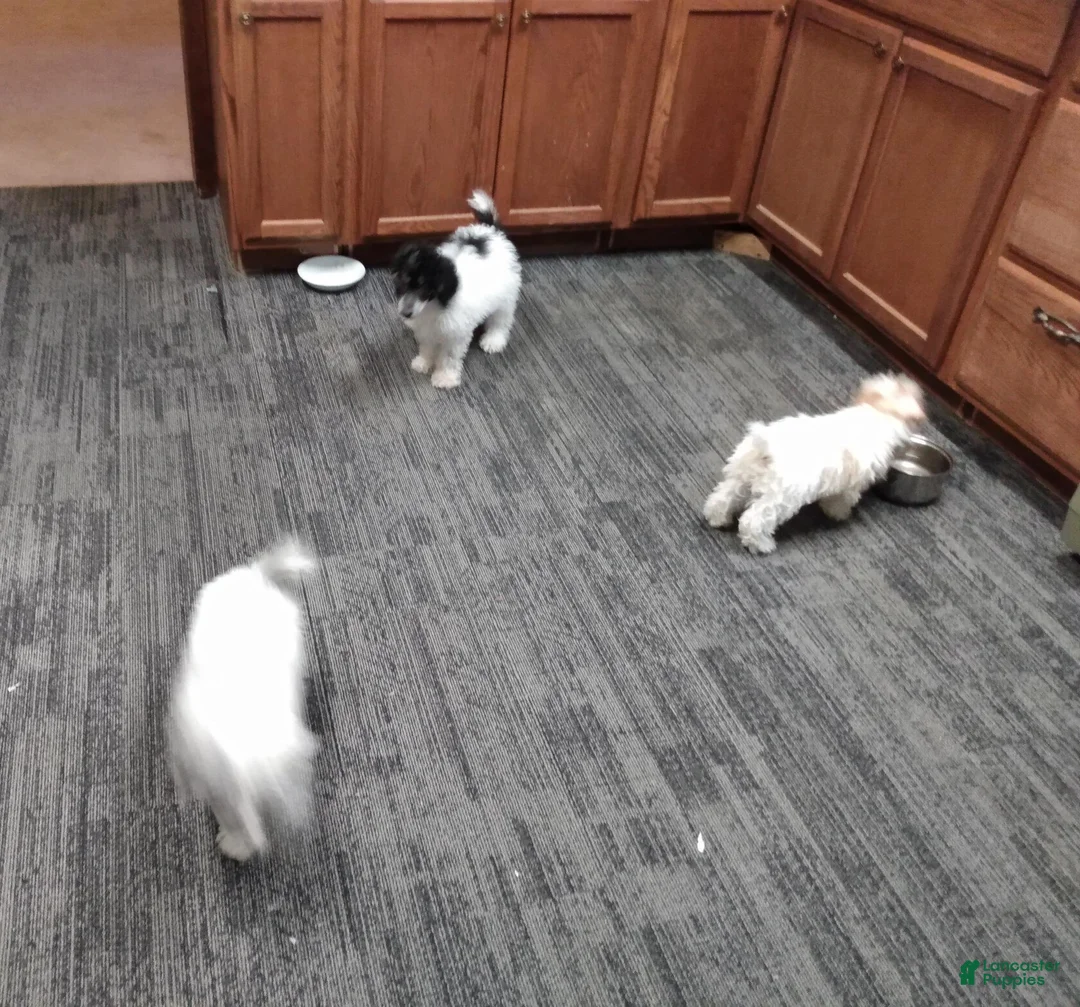 Toy Poodle dogs for sale: Little patches - Ad 3