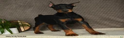 Doberman Pinscher dogs for sale: Domanic - Ad 2