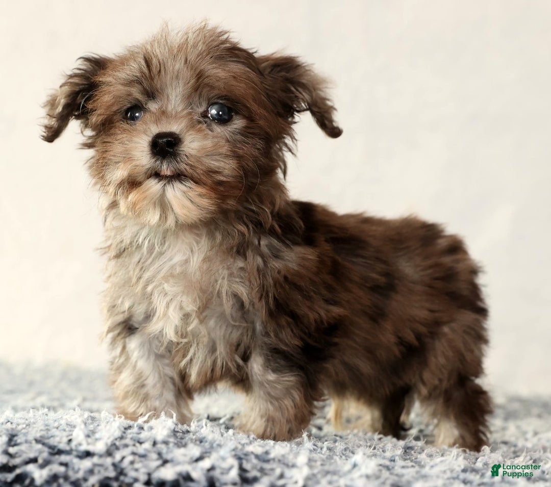 Havapoo dogs for sale: Parker - Ad 8