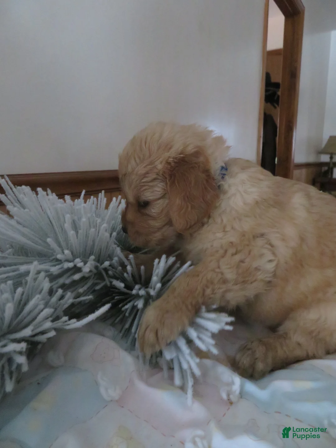 Golden Retriever dogs for sale: TRACKER -CHAMPION LINE - Ad 5