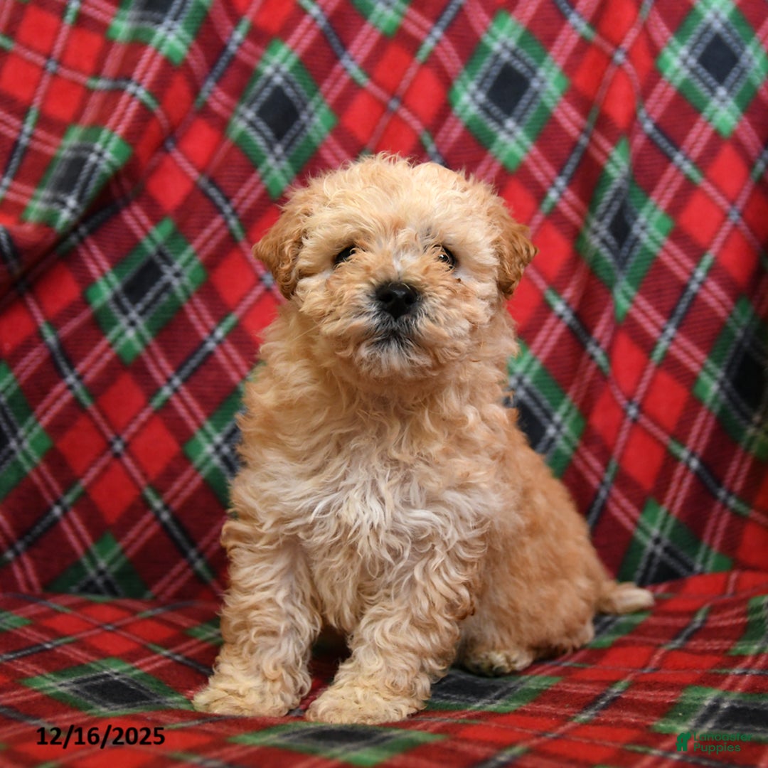 Bichpoo dogs for sale: Noel - Ad 1