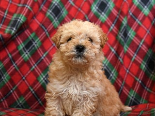 Bichpoo dogs Noel - Ad 14