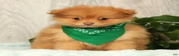 Pomeranian dogs for sale: Cosmo - Ad 1