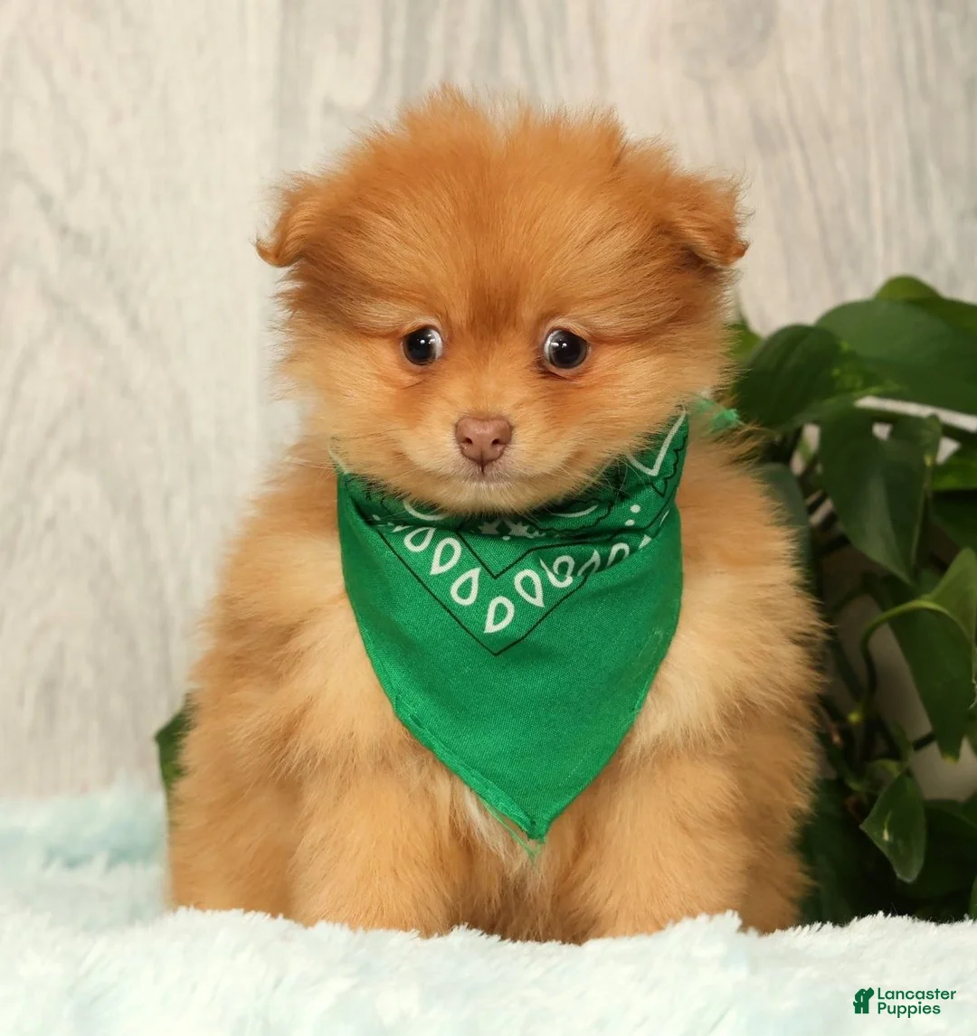 Pomeranian dogs for sale: Cosmo - Ad 1