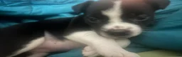 Mixed Breed dogs for sale: Mixed Breed Puppy 1 - Ad 3