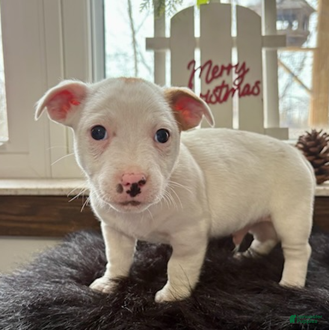 Jack Russell Terrier dogs for sale: Isaiah - Ad 6