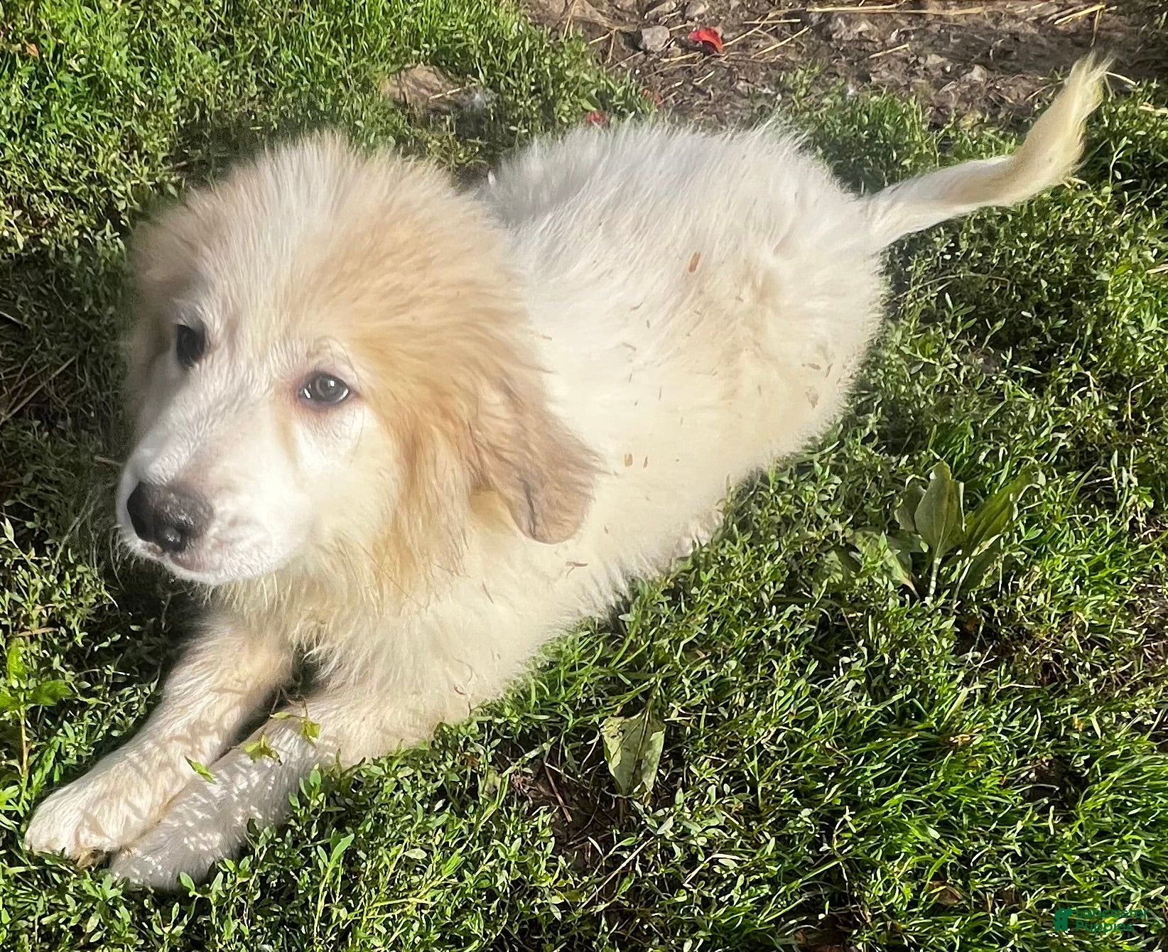 Great Pyrenees dogs for sale: Duke - Ad 1
