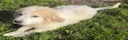 Great Pyrenees dogs for sale: Duke - Ad 1