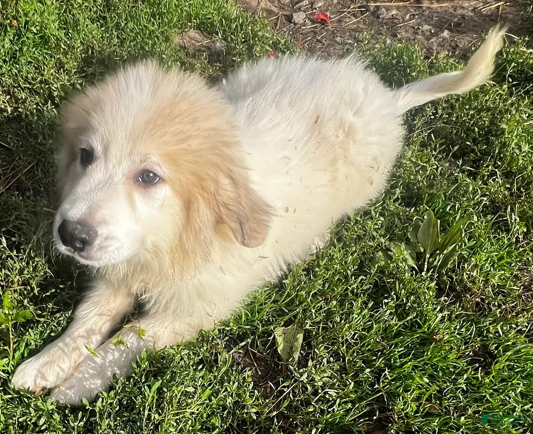 Great Pyrenees dogs for sale: Duke - Ad 1