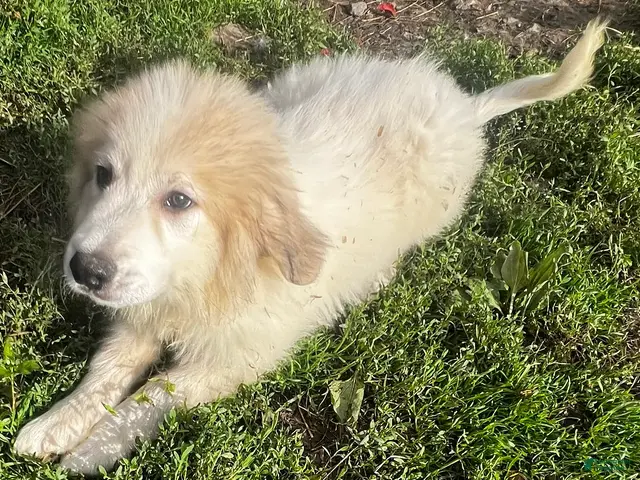 Great Pyrenees dogs for sale: Duke - Ad 1