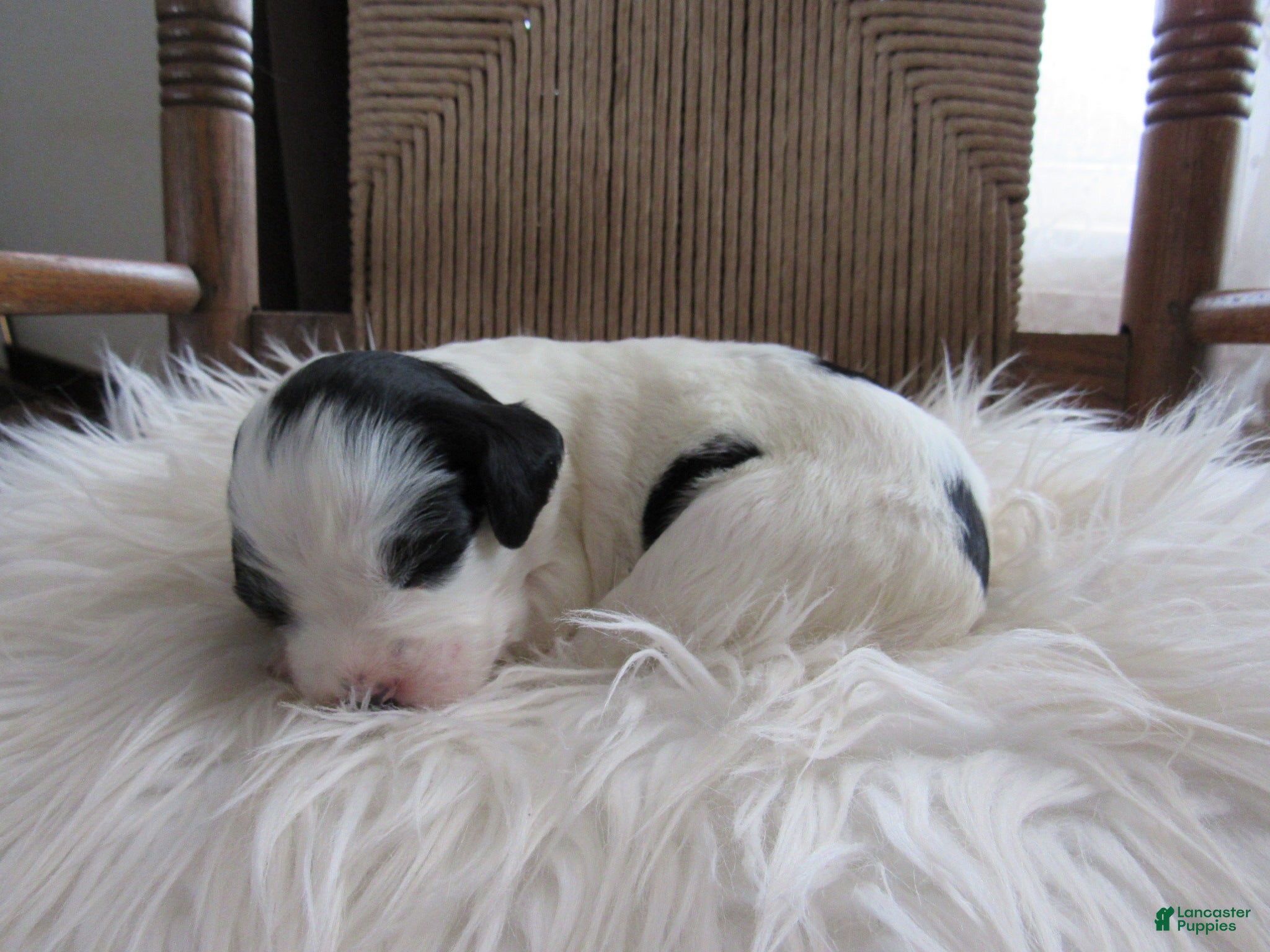 English Setter dogs Georgia - Ad 9