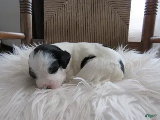 English Setter dogs Georgia - Ad 9