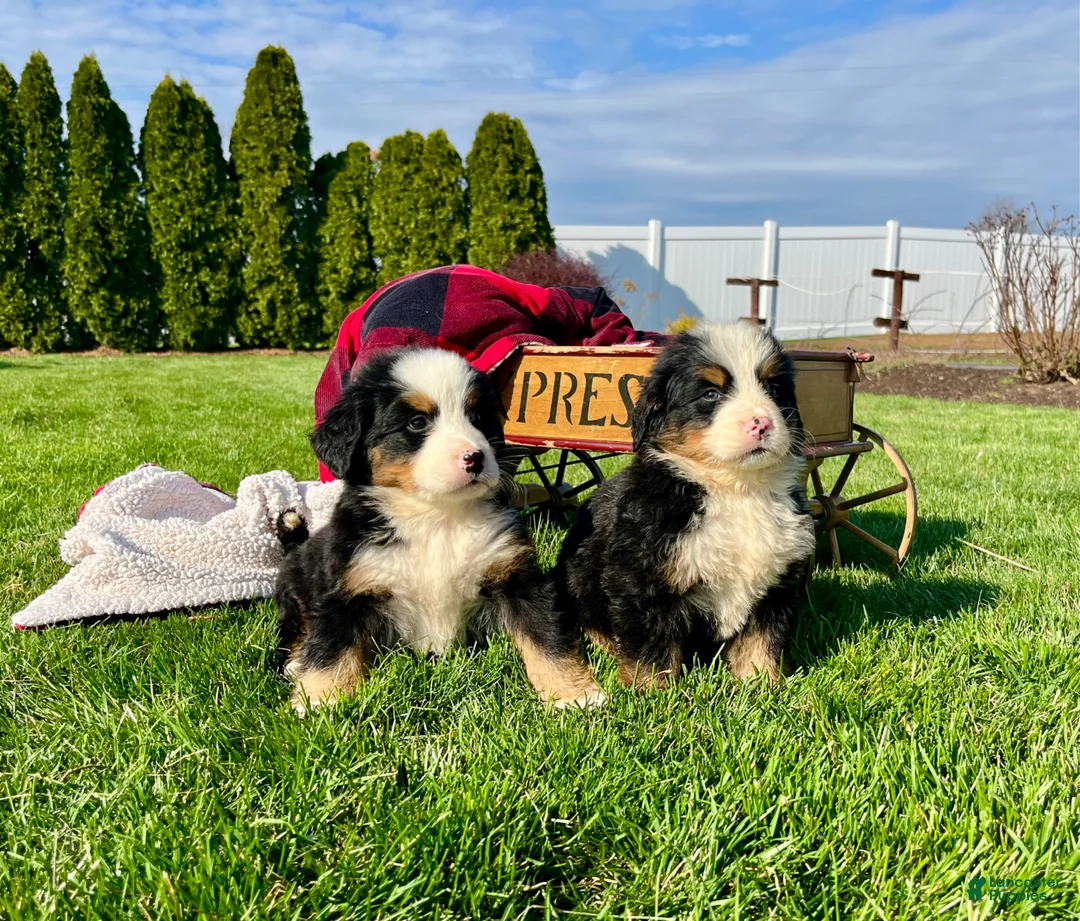 Bernese Mountain Dog dogs for sale: Chester🐾❤️Genetic Health Tested ❤️AKC🐾Hip Certified❤️Call 717-314-4241 - Ad 2