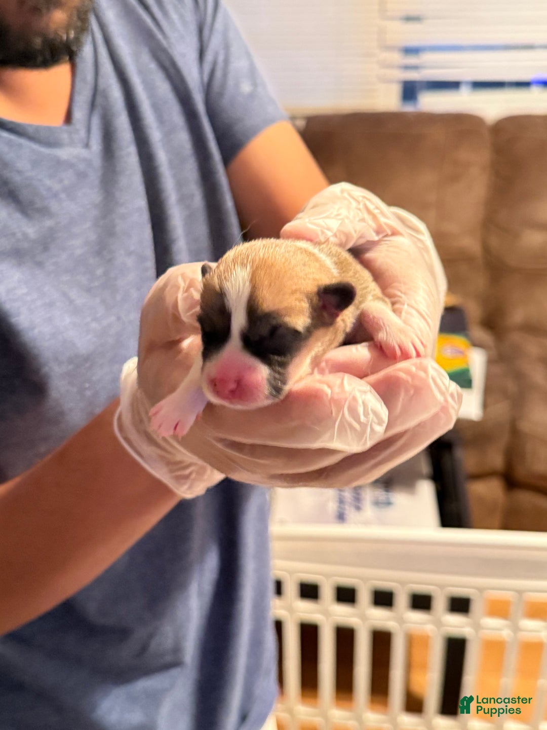 Welsh Corgi Pembroke dogs for sale: Mikey - Ad 2