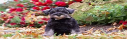 Miniature Schnauzer dogs for sale: Otis - Ad 3