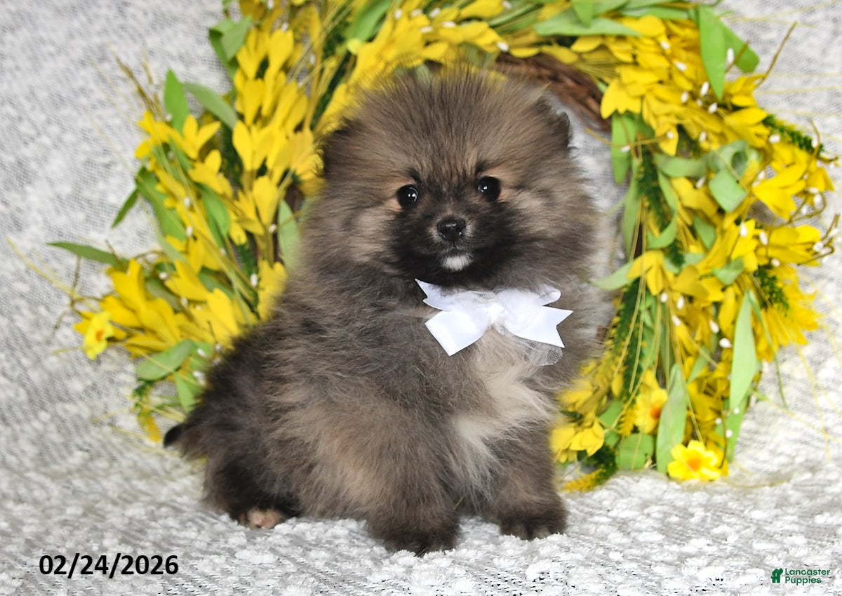 Pomeranian dogs Jesse EXTRA SMALL - Ad 1