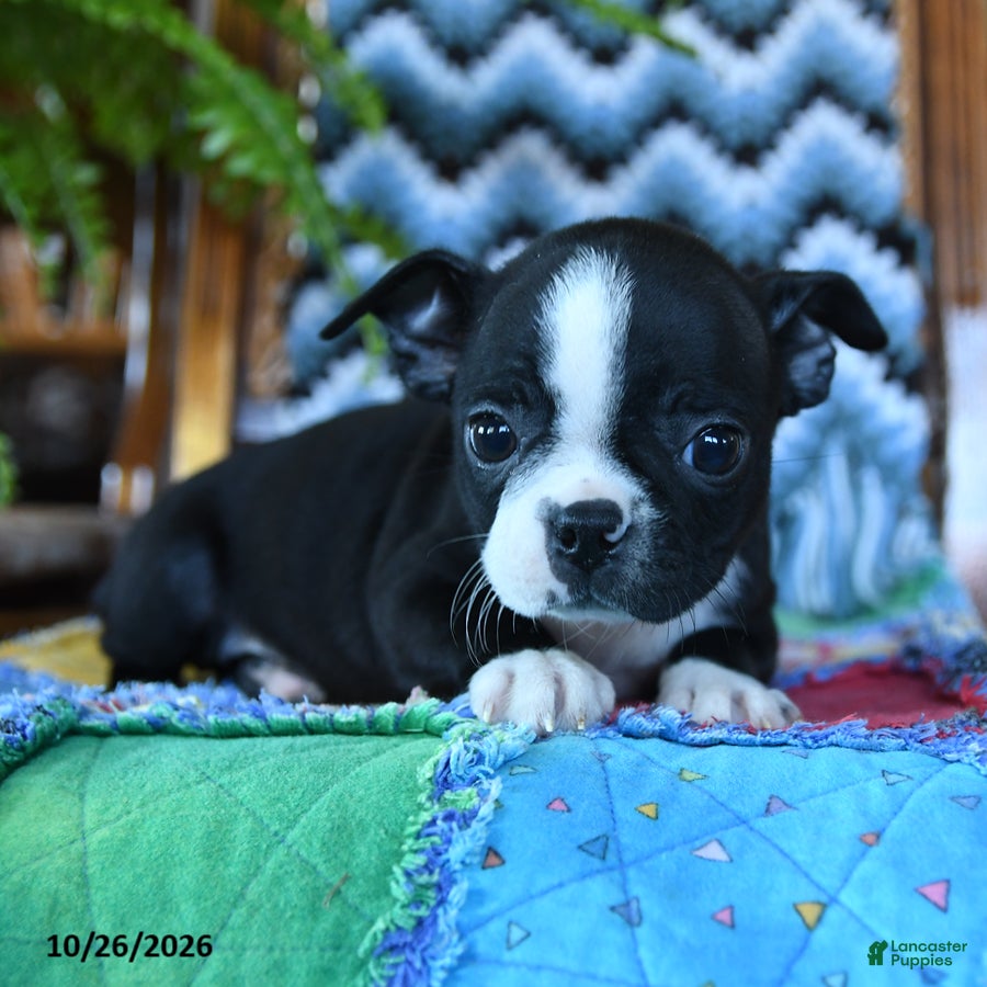 Boston Terrier dogs for sale: Liberty - Ad 2