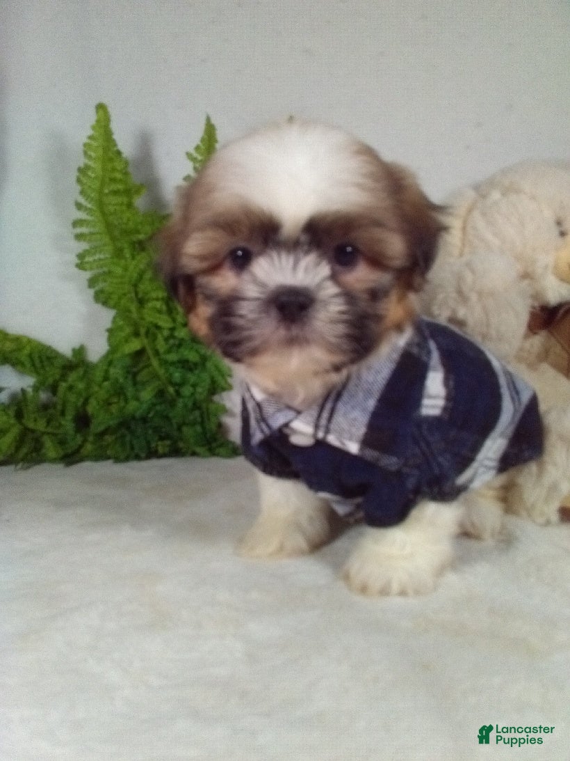 Shih Tzu dogs Max - Ad 1