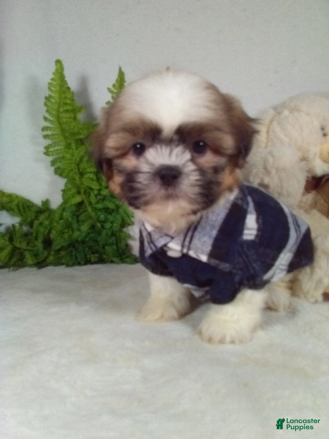 Shih Tzu dogs for sale: Max - Ad 1