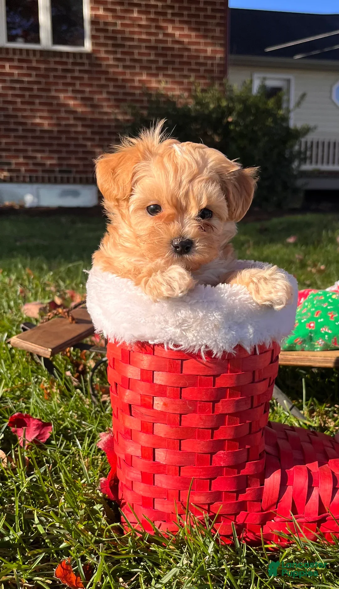 Maltipoo dogs for sale:  Arthur🎄❤️House Trained Crate Potty ❤️🎄717-723-5426 - Ad 8