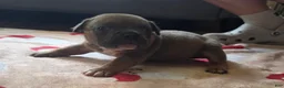 American Bully dogs for sale: Blue Fawn - Ad 8