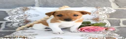 Jack Russell Terrier dogs for sale: Angie - Ad 3