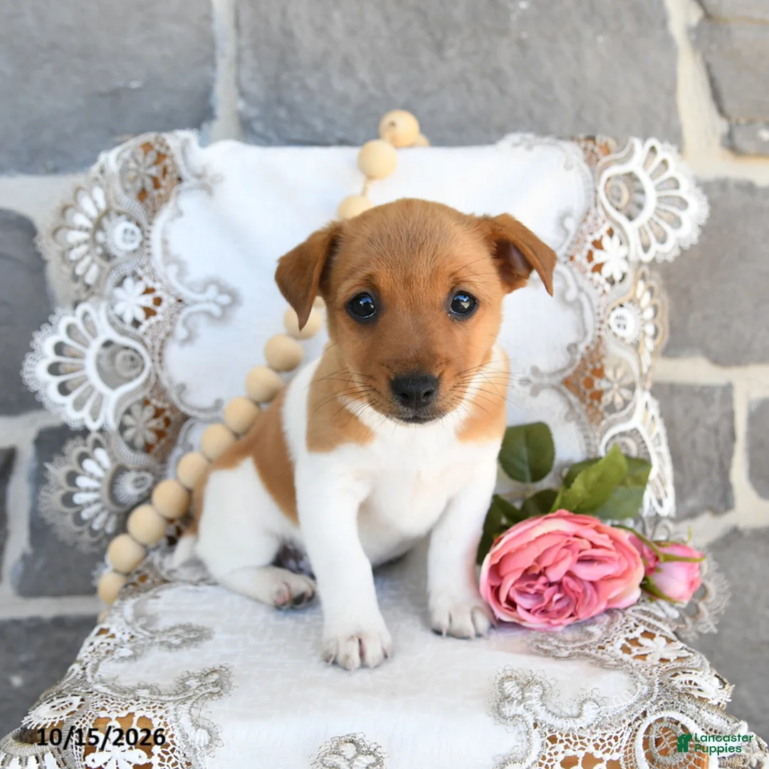 Jack Russell Terrier dogs for sale: Angie - Ad 3