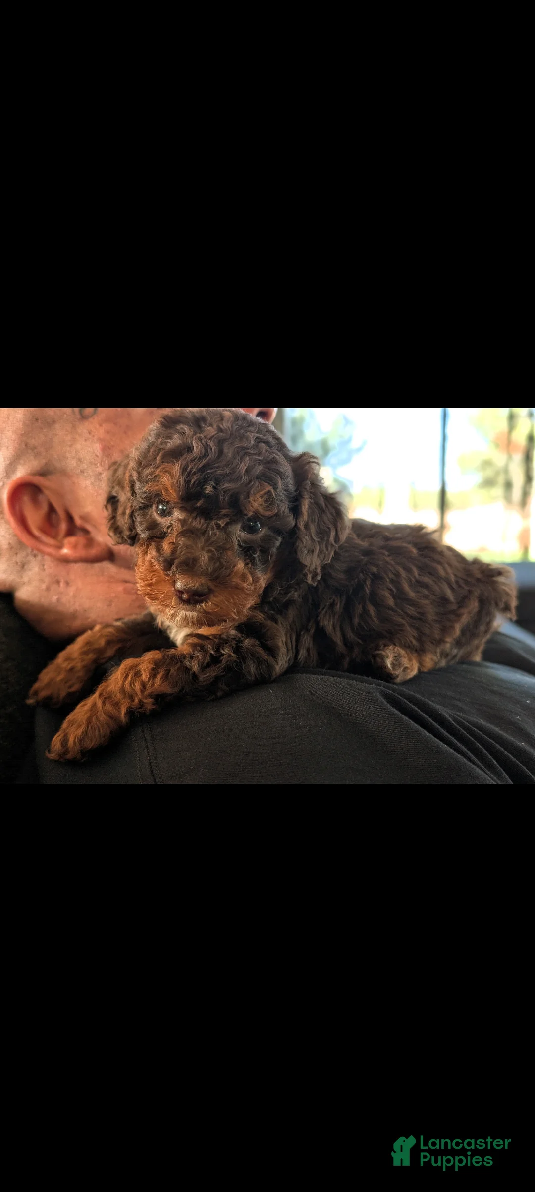 Mini Bernedoodle dogs for sale: FRANKENSTEIN - Ad 2