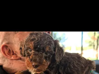 Mini Bernedoodle dogs FRANKENSTEIN - Ad 2