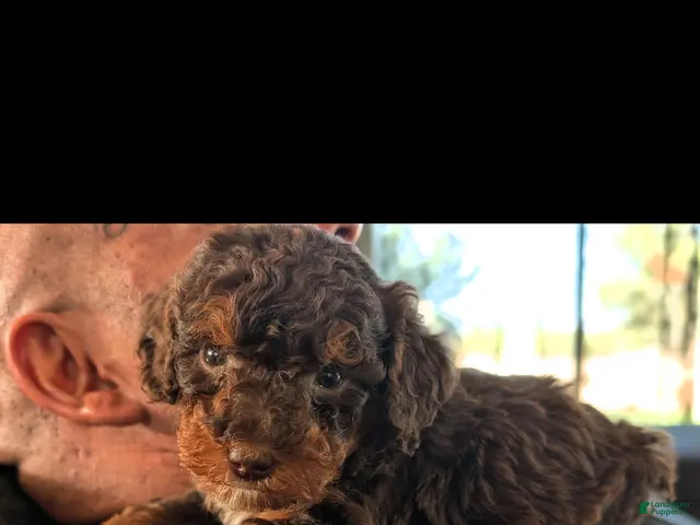 Mini Bernedoodle dogs FRANKENSTEIN - Ad 2