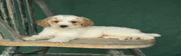 Mini Goldendoodle dogs for sale: Justin - Ad 2
