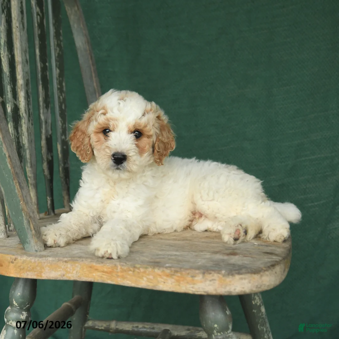 Mini Goldendoodle dogs for sale: Justin - Ad 2