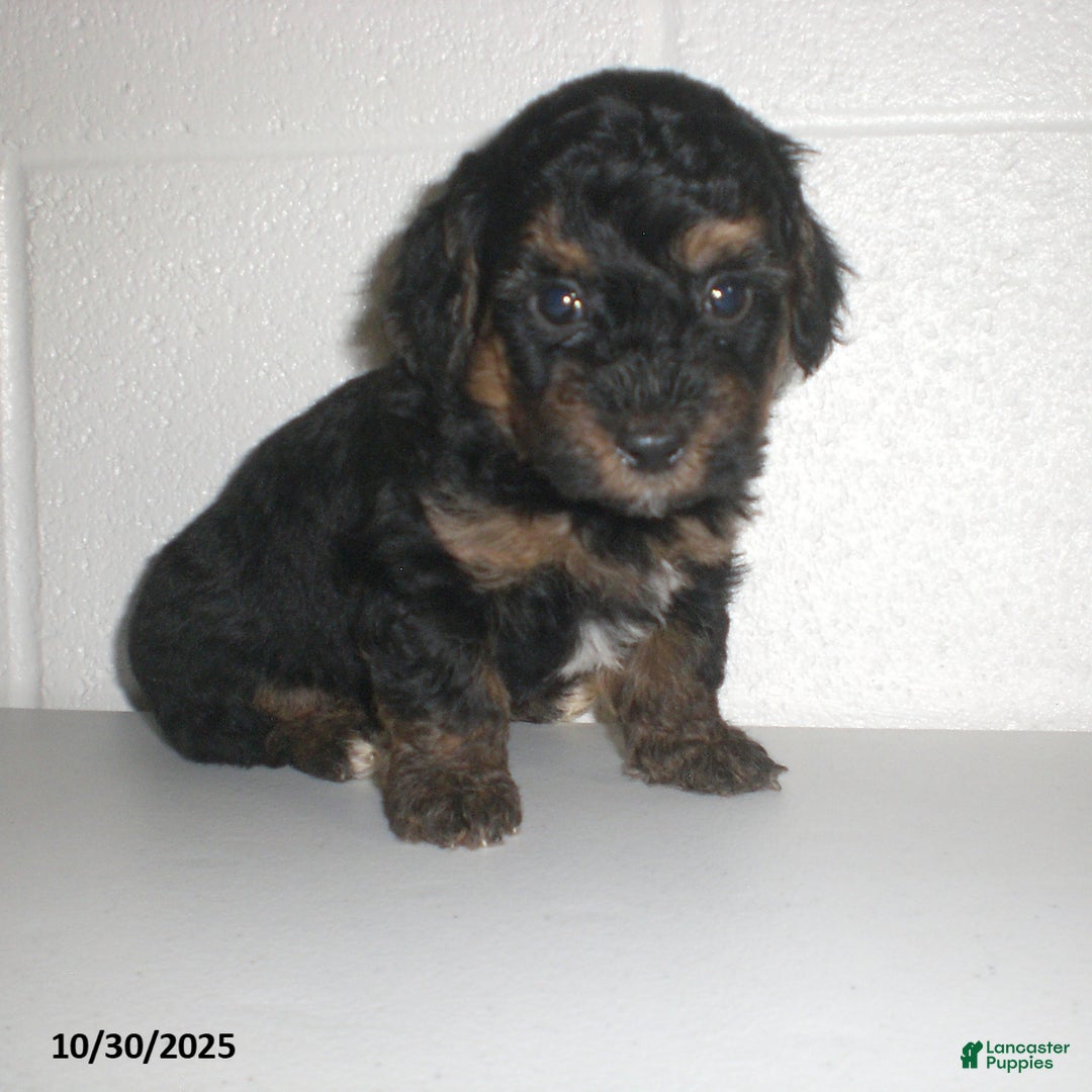 Yorkiepoo dogs for sale: Tyler - Ad 8