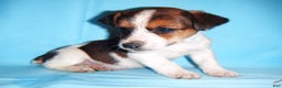 Jack Russell Terrier dogs for sale: Buddy - Ad 3