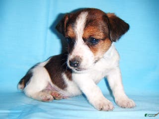 Jack Russell Terrier dogs Buddy - Ad 38