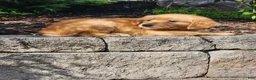 Golden Retriever dogs for sale: Chase - Ad 3