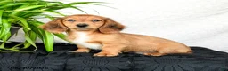 Miniature Dachshund dogs for sale: Worley - Ad 4