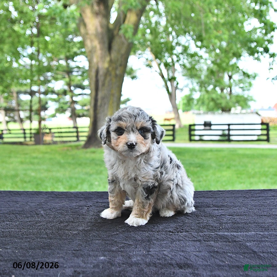 Mini Aussiedoodle dogs Trent - Ad 1
