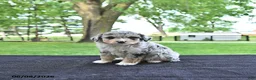 Mini Aussiedoodle dogs for sale: Trent - Ad 1