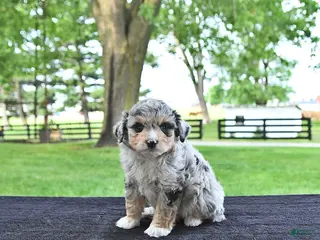 Mini Aussiedoodle dogs for sale: Trent - Ad 4