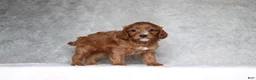 Cavapoo dogs for sale: Millie - Ad 2