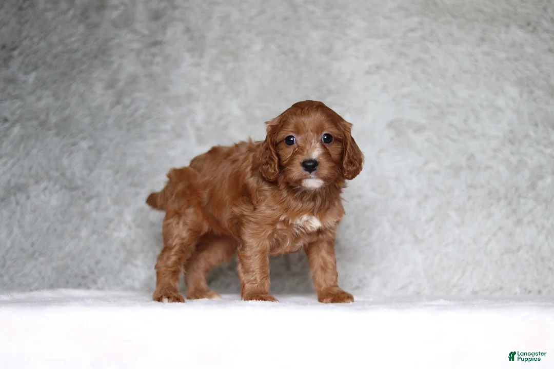 Cavapoo dogs for sale: Millie - Ad 2
