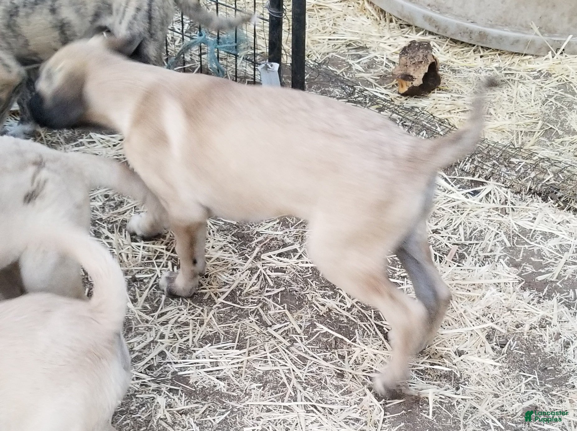 Anatolian Shepherd dogs Great Dane ⤴️ - Ad 3