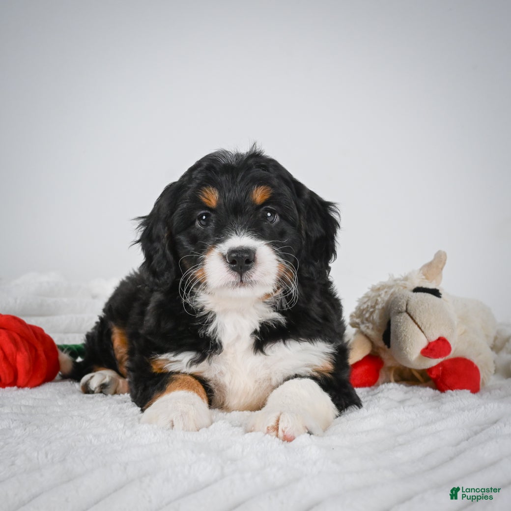 Mini Bernedoodle dogs Sandy - Ad 2