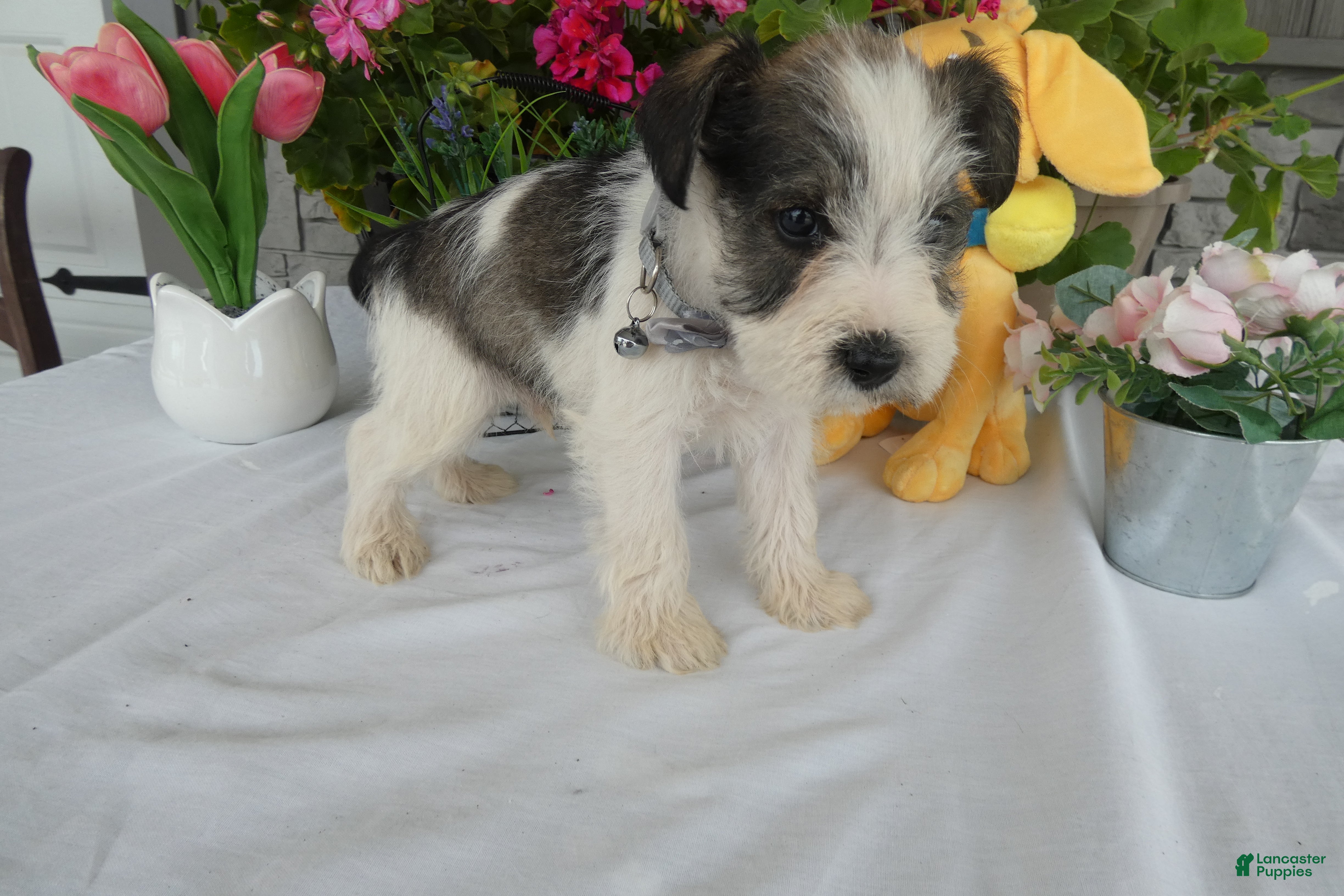 Miniature Schnauzer dogs Miniature Schnauzer 6 Rocko - Ad 41