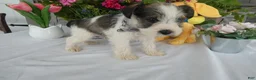 Miniature Schnauzer dogs for sale: Miniature Schnauzer 6 Rocko - Ad 1